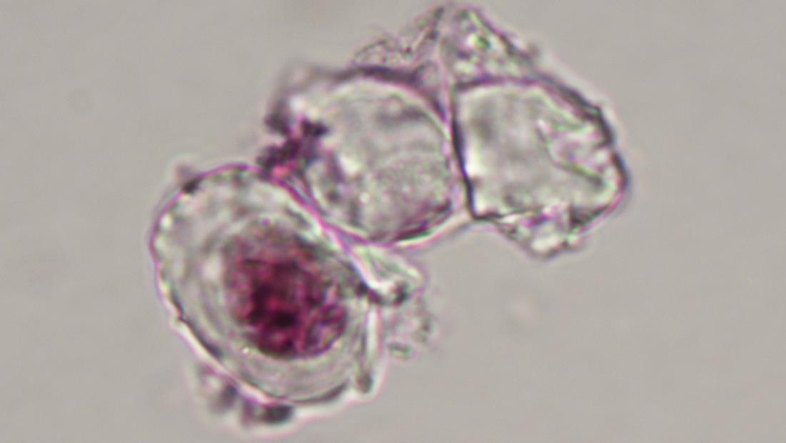 cellules specimen caudipteryx