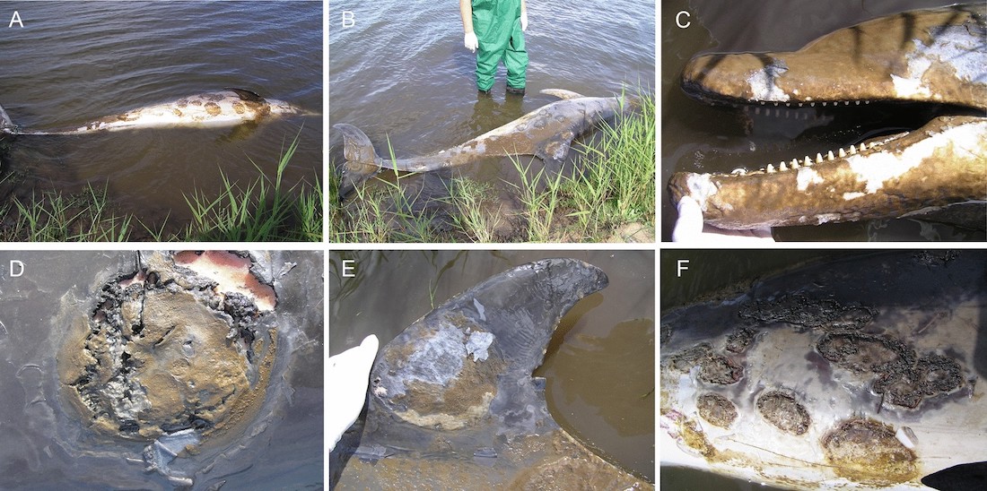 maladie cutanee dauphins femelle morte australie