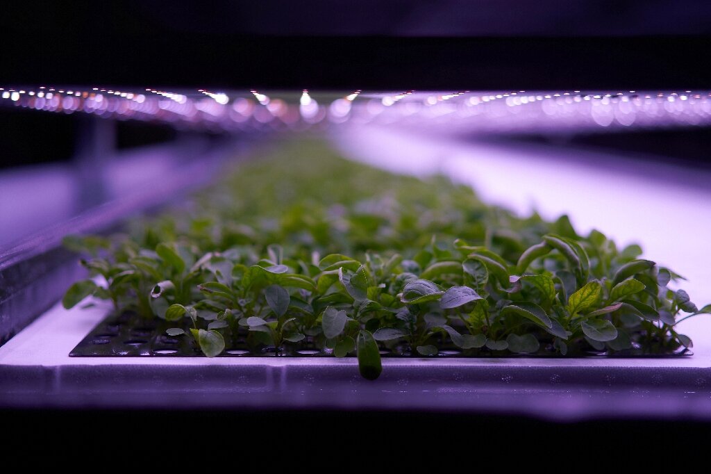 plants ferme verticale danemark