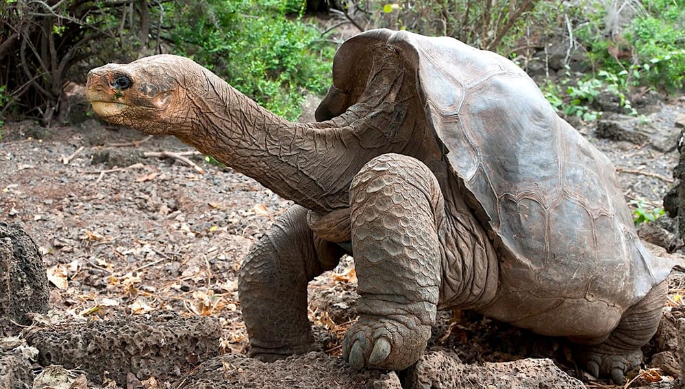 Les tortues géantes des Galápagos cacheraient l'une des clés de la résistance au cancer