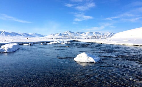 Le changement climatique augmente le risque de propagation de virus anciens aux animaux de l'Arctique